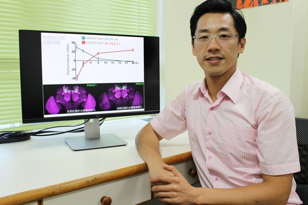 短期记忆转换成长期记忆?长庚大学用果蝇颠覆科学研究 短期记忆转换成长期记忆?长庚大学用果蝇颠覆科学研究