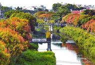 屏东万年溪畔栾树变色 欧洲风情画就在眼前.jpg