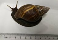 “吃货”大爷台湾游爱上爆炒螺 捡螺带回欲饲养入境被截