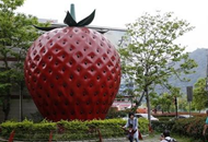 台湾写真:“草莓之乡”未曾褪去的甜蜜