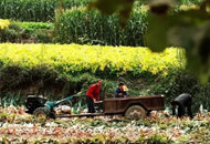 有一种放假叫回家收秋!这组老照片刷爆朋友圈