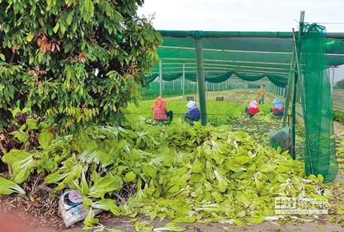 ̨��ũ��Ƶ�������²˼۱��� ���������ɫִ������ũ���ܺ���֤