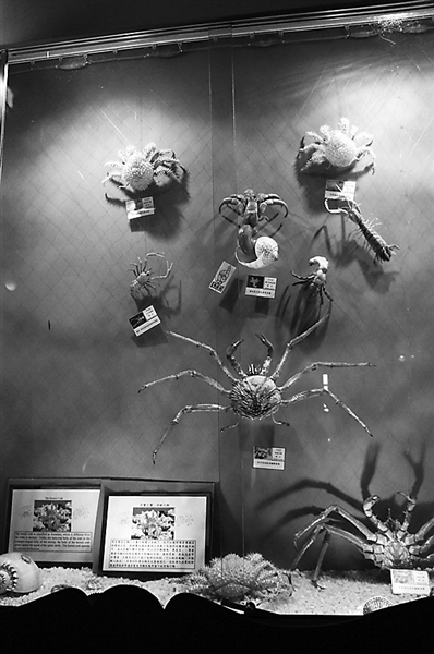 螃蟹博物馆一角 螃蟹博物馆一角