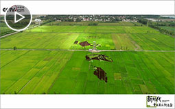 PC端视频图片模板.【新时代·幸福美丽新边疆】美爆了!3D稻田画造型逼真,栩栩如生jpg.jpg