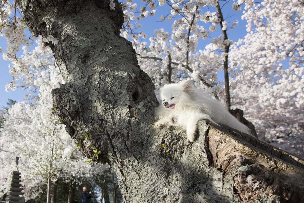 ȫ����ӭ��Ѥ��ӣ���� �����续