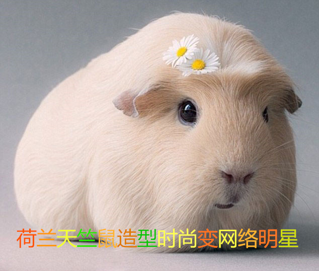 巴西女儿国图片