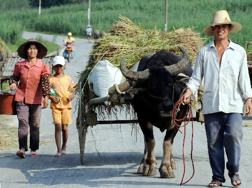 7月17日,广西柳城县古砦仫佬族乡古旭村农民周汉平将收获的稻谷运回家。 今年以来,广西遭受罕见的冰冻和洪涝灾害袭击,农作物生产不同程度受到损害,当地党委、政府在灾后积极组织群众进行生产自救。目前,广西桂北地区的农民已在长势喜人的稻田间开镰收谷,争夺夏粮稳产,降低灾害损失。 新华社记者 张爱林 摄
