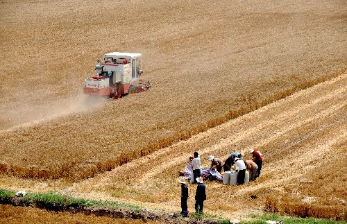 这是河南省新乡市原阳县桥北乡的农民在田间收割小麦(6月4日摄)。新华社记者 朱祥 摄