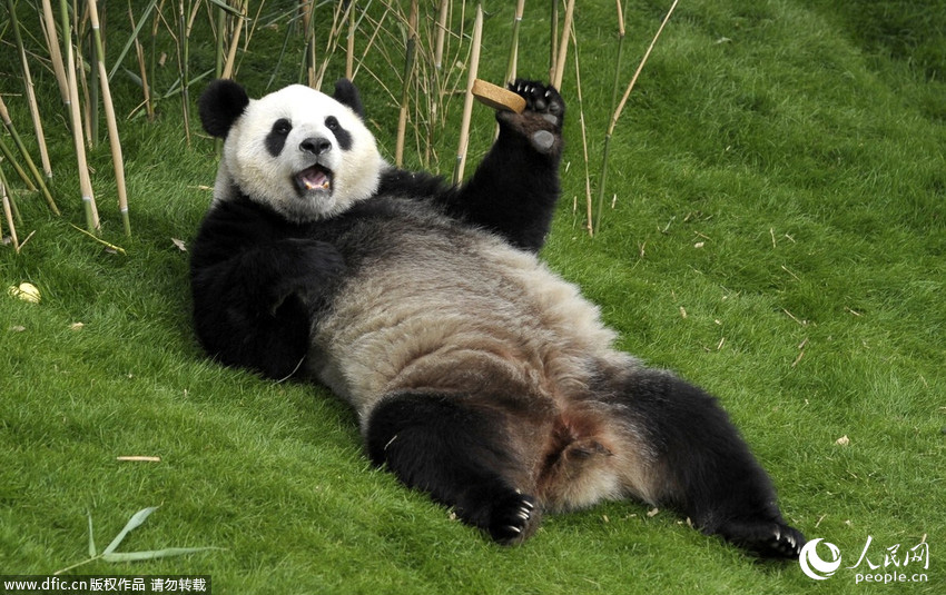 ͼΪ����è���úá����ڲݵ���ɹ̫����ʳ������IC