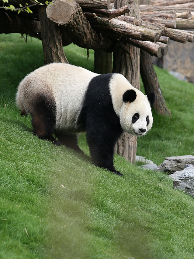 ǰ���ã��з����������ʱ�ṩ��ֻ����è�������Ͽ�ѧ�о�������è�ǻպͺúô��й����������仧������IC