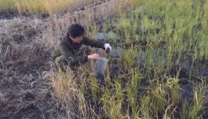 台湾民团赴日本实测核污染值 千叶县稻田现铯-137 台湾民团赴日本实测核污染值 千叶县稻田现铯-137