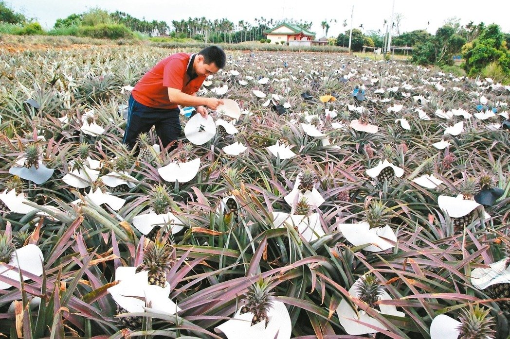 大陆游客锐减重创台观光业 凤梨酥业者百万业绩砍半 大陆游客锐减重创台观光业 凤梨酥业者百万业绩砍半