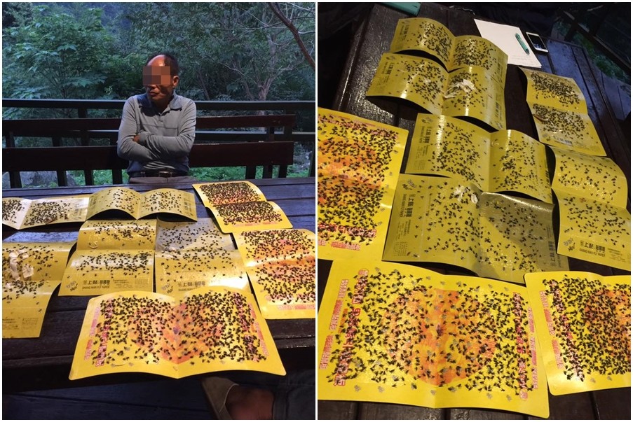 神仙谷变“苍蝇谷” 菜农鸡粪作肥民众崩溃灭蝇 神仙谷变“苍蝇谷” 菜农鸡粪作肥民众崩溃灭蝇