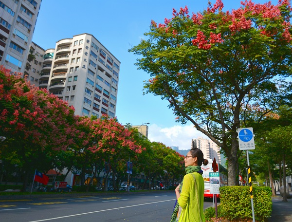 ��ľ��İ��� ̨������ʢ������ʱ