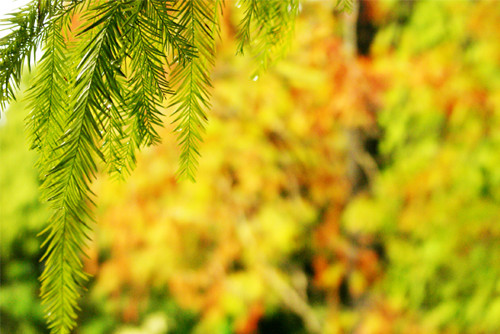 ��һ�������� �û���������ɫ�ͷ�