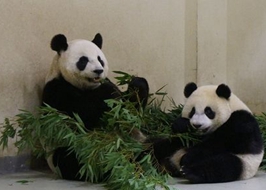 Բ�� ����Ҷ �����ϴ� ��è �ɰ� ��Ȥ ��è��Բ�С�����Ҷ�����ϴ�