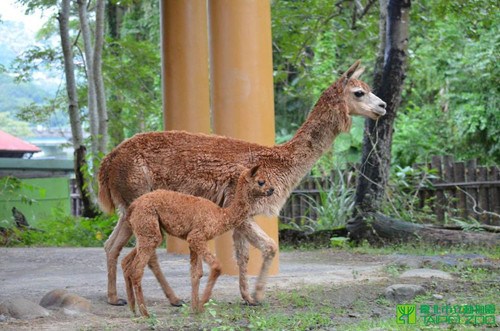 ̨������԰���ձ���������ѧ�Ժ��ܲ���ɣҶ��ͼ��