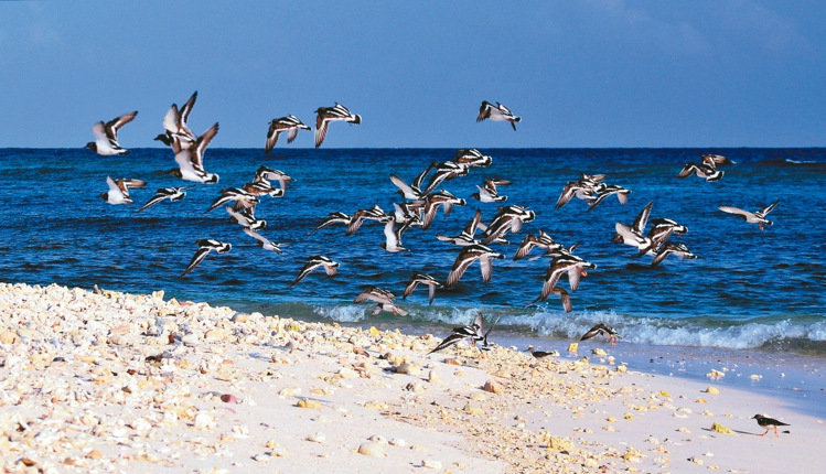 ̨�庣Ѳ��Ա����̫ƽ�������ߺ� ���Ѹ�̾�������ƻ�