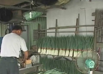台湾宜兰地区连日来降下大雨,当地特产三星葱产量及价格已经受到冲击(资料图片)。图片来源:台湾“今日新闻网”
