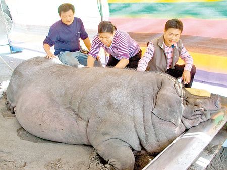 台一村民重量级"谢神" 买千斤猪敬献