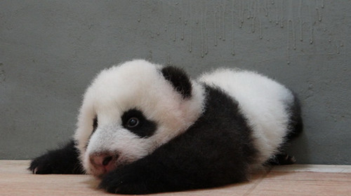 ��̨����è������Բ�С�ѧ�����۵ý����磨ͼ��