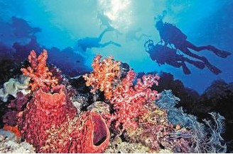 被天兔台风重创垦丁珊瑚“像被炸过一样”(图)