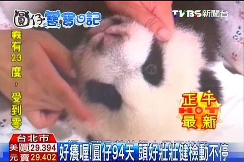 赠台大熊猫幼崽做体检怕痒身体动来动去超可爱