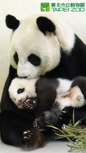 ��½��̨����èԲԲ�������Ҹ����ˣ�ͼ��