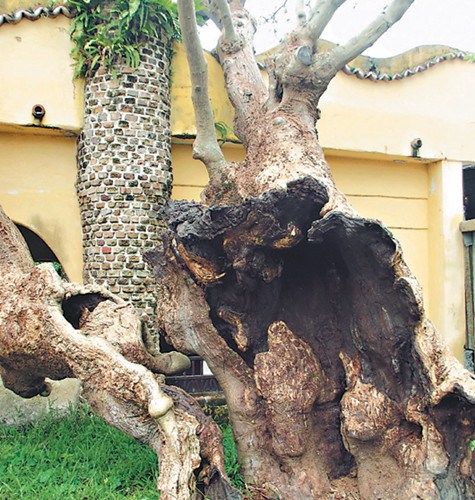 台湾一棵160岁老树病得“皮包骨”专家抢救