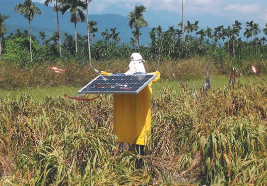 稻草人被戏称“金城武”全年无休认真赶鸟