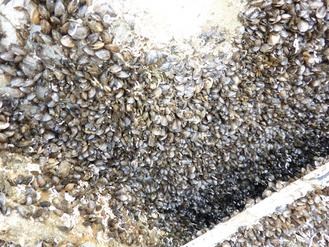 大黄鸭在高雄码头展一个月浮台布满小贝壳