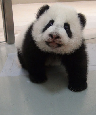 ̨������è������Բ�С���Ƥ���Ķ�����ȥ׷