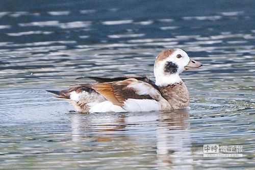 台湾飞来“长尾鸭”创记录民众蜂拥而至(图)