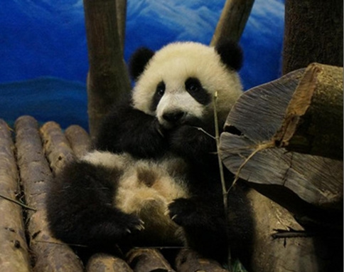 “圆仔”体检扭来扭去保育员闪避尖牙利爪(图)