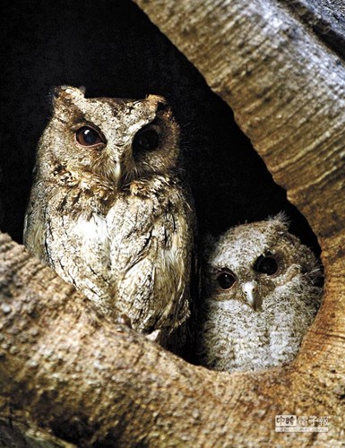 ǿ��ҹ����С����^���䳲����������ҹ����