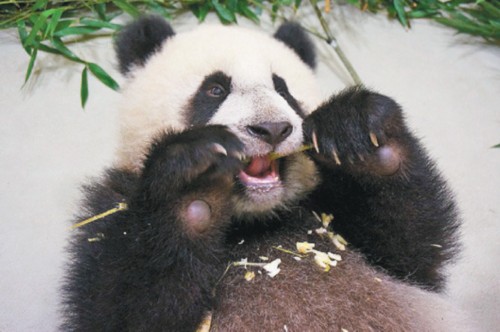 台北大熊猫宝宝“圆仔”9月大勤练“啃功”(图)