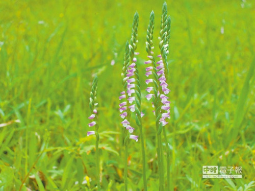 台北关渡公园珍稀绶草开花园方提醒游客不动手