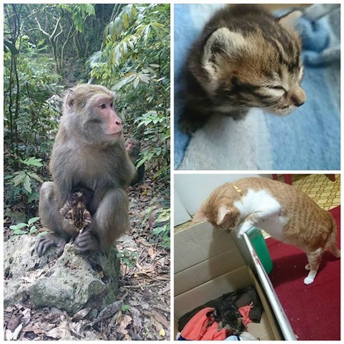 ̨��⨺���͵Сèý�忯�ĳ�ϵ�������ģ�ͼ��