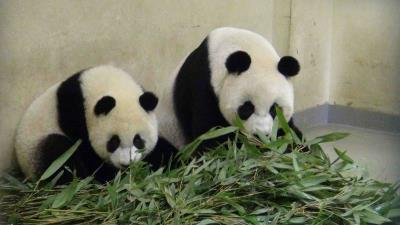 ��Բ�С�ѧ��������ҶԽ��Խ����ģ��������ͼ��