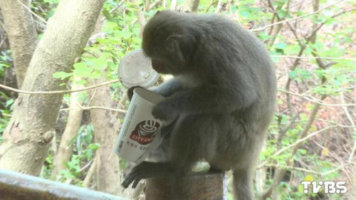 高雄治“猴害”出新招 用逼真道具猴尸吓弥猴 高雄治“猴害”出新招 用逼真道具猴尸吓弥猴