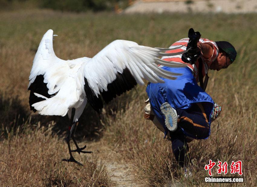 游客拍野生丹顶鹤遭袭 狼狈逃窜险被毁容 游客拍野生丹顶鹤遭袭 狼狈逃窜险被毁容