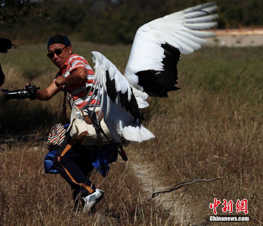 游客拍野生丹顶鹤遭袭 狼狈逃窜险被毁容 游客拍野生丹顶鹤遭袭 狼狈逃窜险被毁容