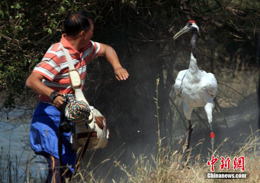 游客拍野生丹顶鹤遭袭 狼狈逃窜险被毁容 游客拍野生丹顶鹤遭袭 狼狈逃窜险被毁容