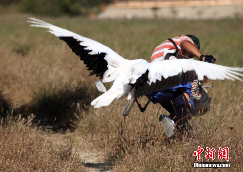 游客拍野生丹顶鹤遭袭 狼狈逃窜险被毁容 游客拍野生丹顶鹤遭袭 狼狈逃窜险被毁容