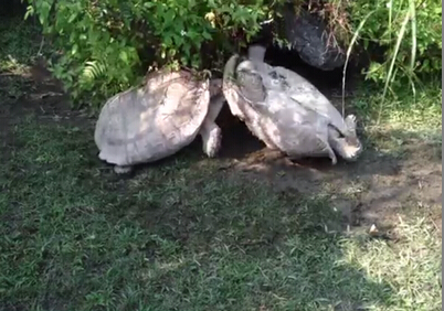 ̨���ڹ��ͬ�鷭����ý�����οͺȲ�(ͼ)