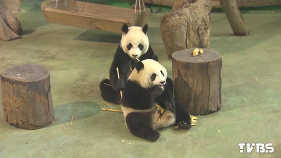 赠台计划生二胎 年底或与“大女儿”圆仔分居(图) 赠台计划生二胎 年底或与“大女儿”圆仔分居(图)