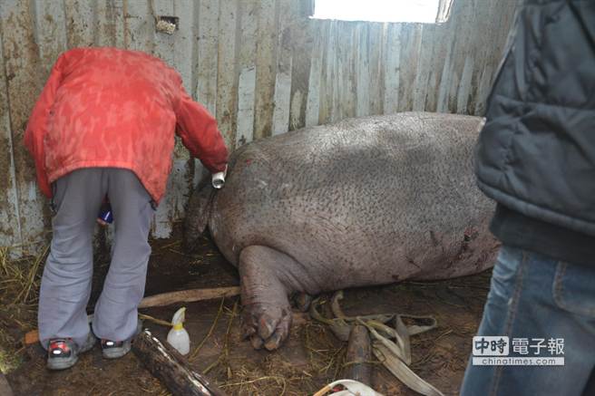 台湾受伤流泪河马“阿河”已暂时被安置(图) 台湾受伤流泪河马“阿河”已暂时被安置(图)