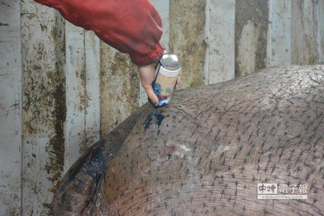 台湾受伤流泪河马“阿河”已暂时被安置(图) 台湾受伤流泪河马“阿河”已暂时被安置(图)