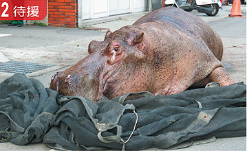 水塘疗伤没有用 台湾跳车摔伤流泪河马死了(图) 水塘疗伤没有用 台湾跳车摔伤流泪河马死了(图)
