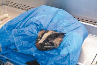 ̨�巢�������������Ⱦ��Ȯ�� �±��ж�Ա����(ͼ)